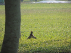 Phasianus colchicus formosanus