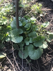 Alliaria petiolata