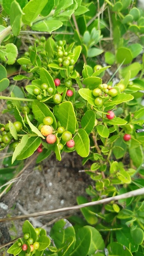 Lauridia tetragona, photograph 5