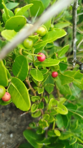 Lauridia tetragona, photograph 6
