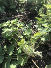 Chelidonium majus