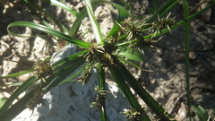 Cyperus macrocarpus
