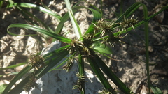 Cyperus macrocarpus