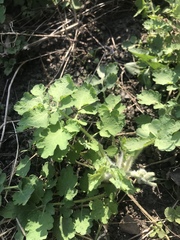 Chelidonium majus