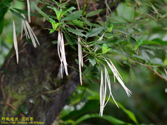 Lysionotus pauciflorus