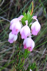 Erica holosericea