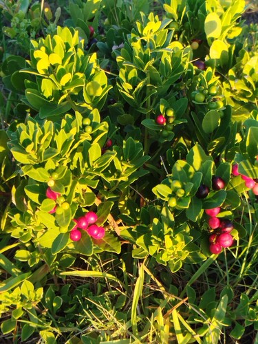 Lauridia tetragona, photograph 3