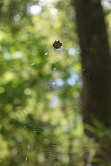 Gasteracantha cancriformis