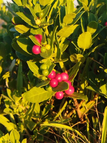 Lauridia tetragona, photograph 4