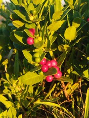 Lauridia tetragona, photograph (c) Amy Riordan, some rights reserved (CC BY)