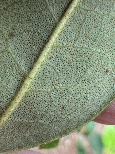 Rhododendron minus, photograph 4