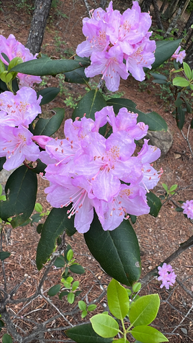 Rhododendron minus, photograph 3