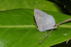 Spalgis epius dilama