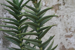 Crassula perfoliata coccinea