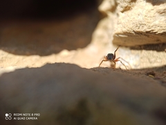 Leptorchestes berolinensis