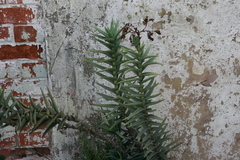 Crassula perfoliata coccinea