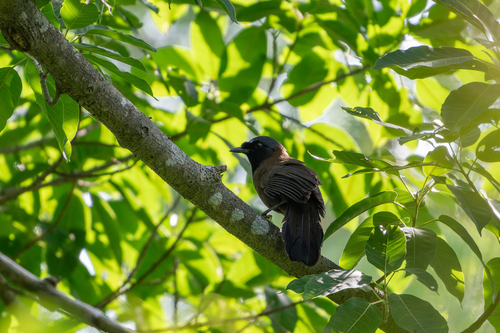Black-throated Laughingthrush (Pterorhinus chinensis), photo 4