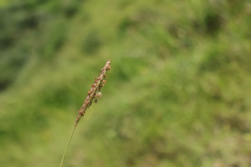 Ischaemum aristatum observed 2026-05-03