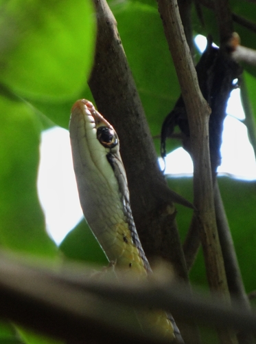 Common Bronzeback Tree Snake