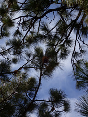 Pinus coulteri