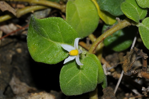 Solanum miyakojimense iNat (2)