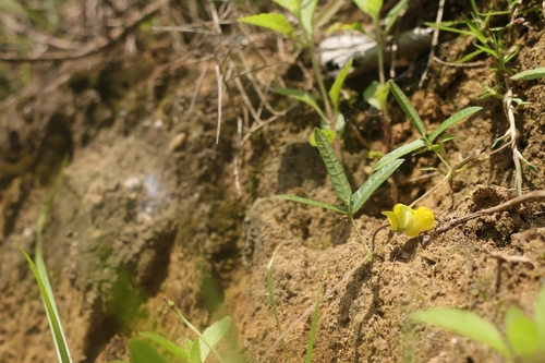 Vigna minima iNat (1)