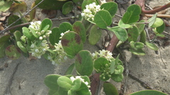 Cynanchum natalitium