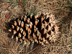 Pinus coulteri