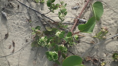 Cynanchum natalitium