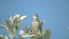 Prinia maculosa exultans