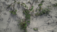 Cynanchum natalitium