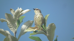 Prinia maculosa exultans