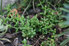 Delosperma echinatum