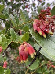 Cavendishia bracteata, photograph (c) julianazuluaga-carrero, some rights reserved (CC BY-SA)