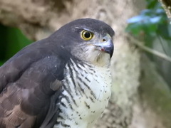 Accipiter tachiro tachiro