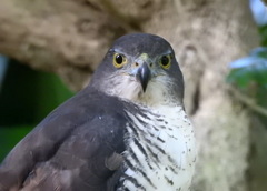 Accipiter tachiro tachiro