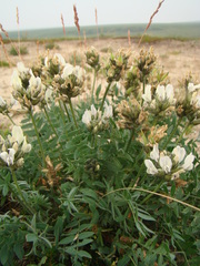 Oxytropis sordida