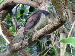 Accipiter tachiro tachiro