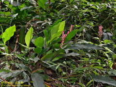 Alpinia japonica