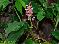 Alpinia japonica