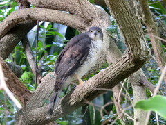 Accipiter tachiro tachiro