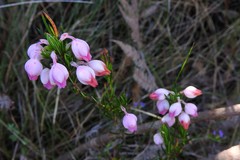 Erica holosericea