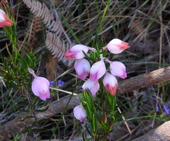 Erica holosericea