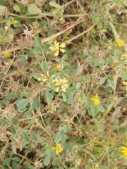 Trigonella glabra
