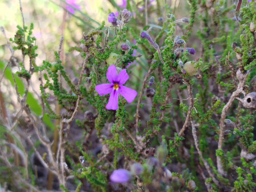 Jamesbrittenia microphylla, photograph 1