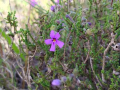 Jamesbrittenia microphylla, photograph (c) Amy Riordan, some rights reserved (CC BY)
