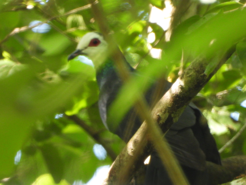 Merpati-hitam sulawesi (Turacoena manadensis)