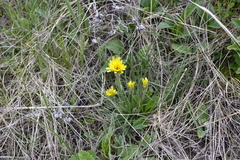 Pseudopodospermum molle