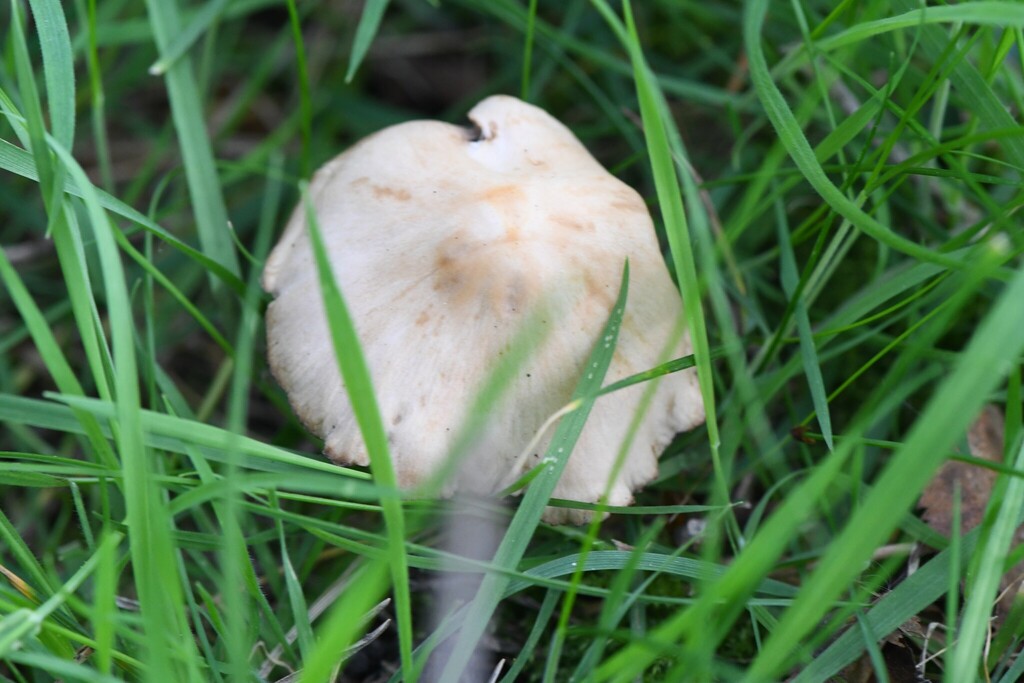 Candolleomyces candolleanus · April 2026 · photo: © kh-c (iNaturalist, cc0)