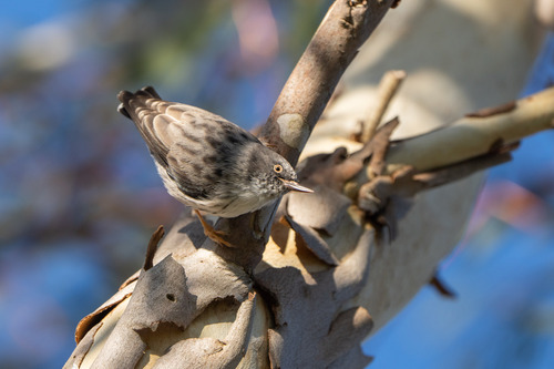 Varied Sittella